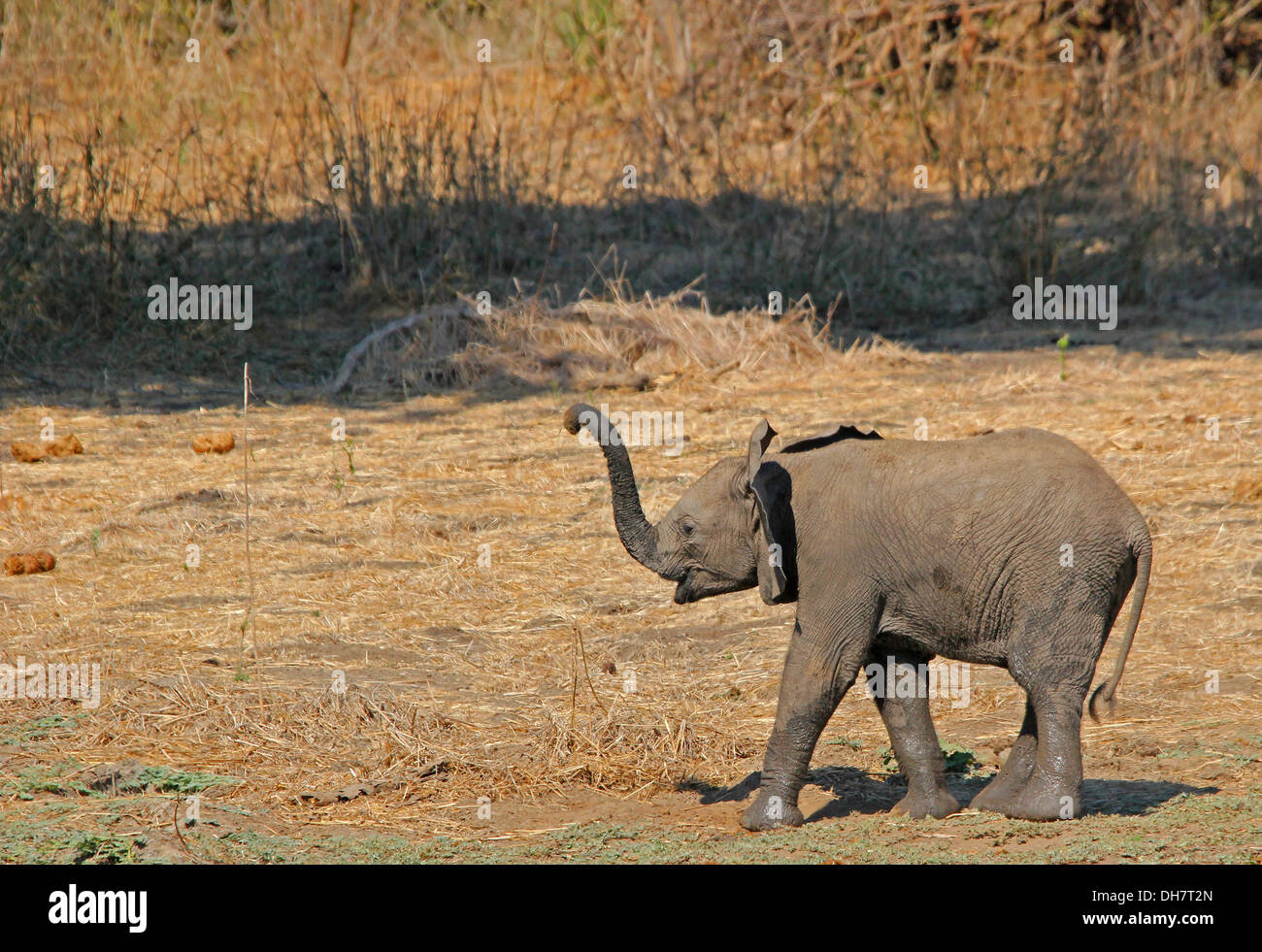 Fotografia di safari in Botswana mostra giovane elefante Foto Stock