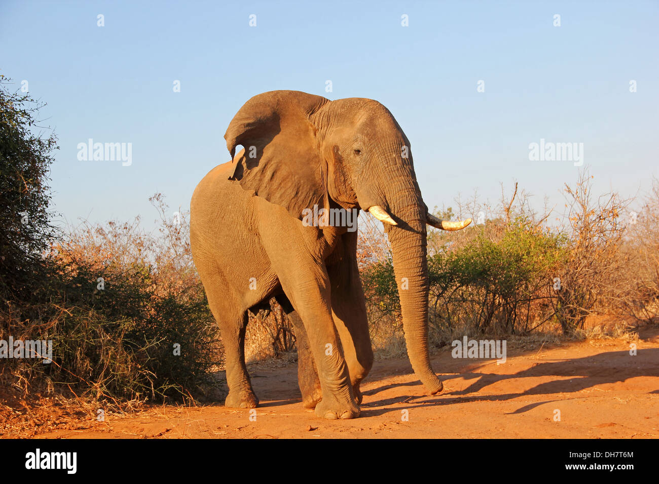 Fotografia di safari in Botswana che mostra un elefante Foto Stock