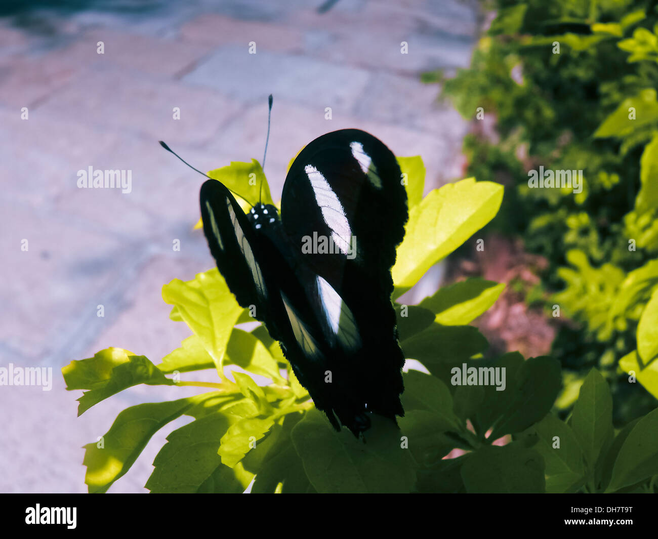 Maschio Eggfly Danaid Butterfly, (Hypolimnas missipus) ali aperte Foto Stock