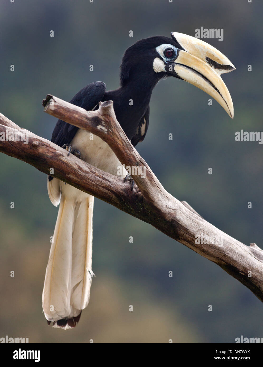 Il Malabar Pied Hornbill (Anthracoceros coronatus) noto anche come minori Pied Hornbill, Pangkor, Malaysia. Foto Stock