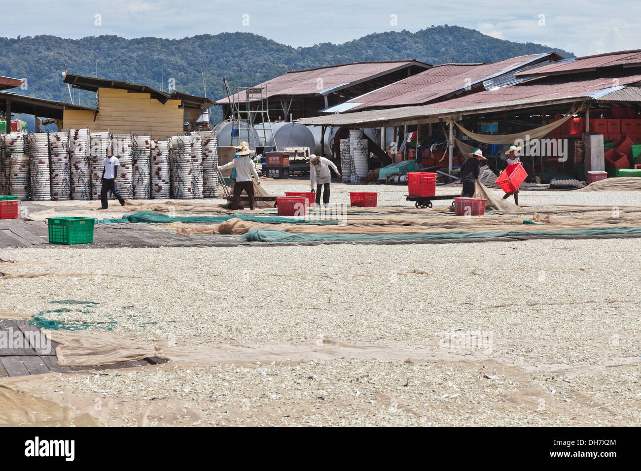 Commerciale di trasformazione del pesce, essiccazione, ordinamento. Pulau Pangkor, Malaysia. Foto Stock