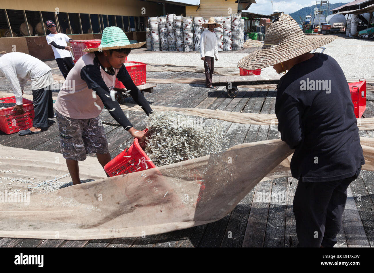 Commerciale di trasformazione del pesce, essiccazione, ordinamento. Pulau Pangkor, Malaysia. Foto Stock