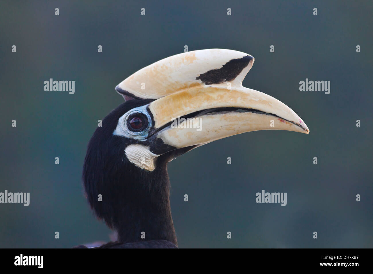 Il Malabar Pied Hornbill (Anthracoceros coronatus) noto anche come minori Pied Hornbill, Pangkor, Malaysia. Foto Stock