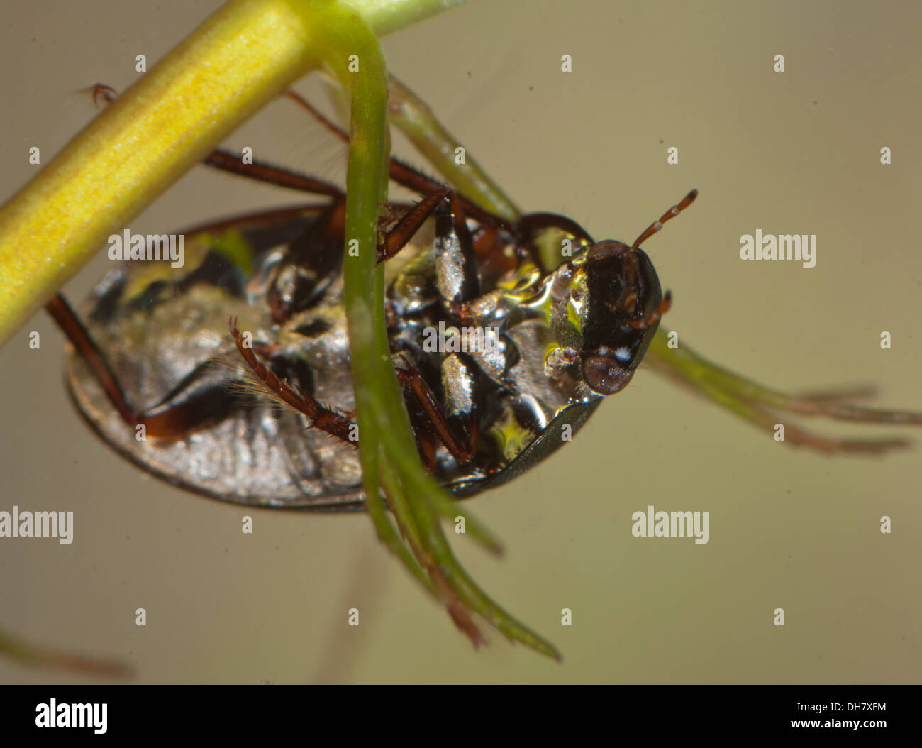 Hydrobius fuscipes scavenger di acqua beetle sott'acqua. Preso in un acquario fotografico e restituito al wild illeso Foto Stock