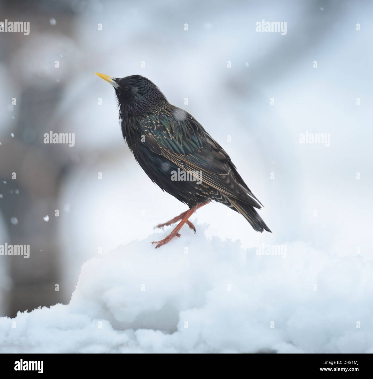 Merlo d'inverno,si appollaia sulla neve Foto Stock