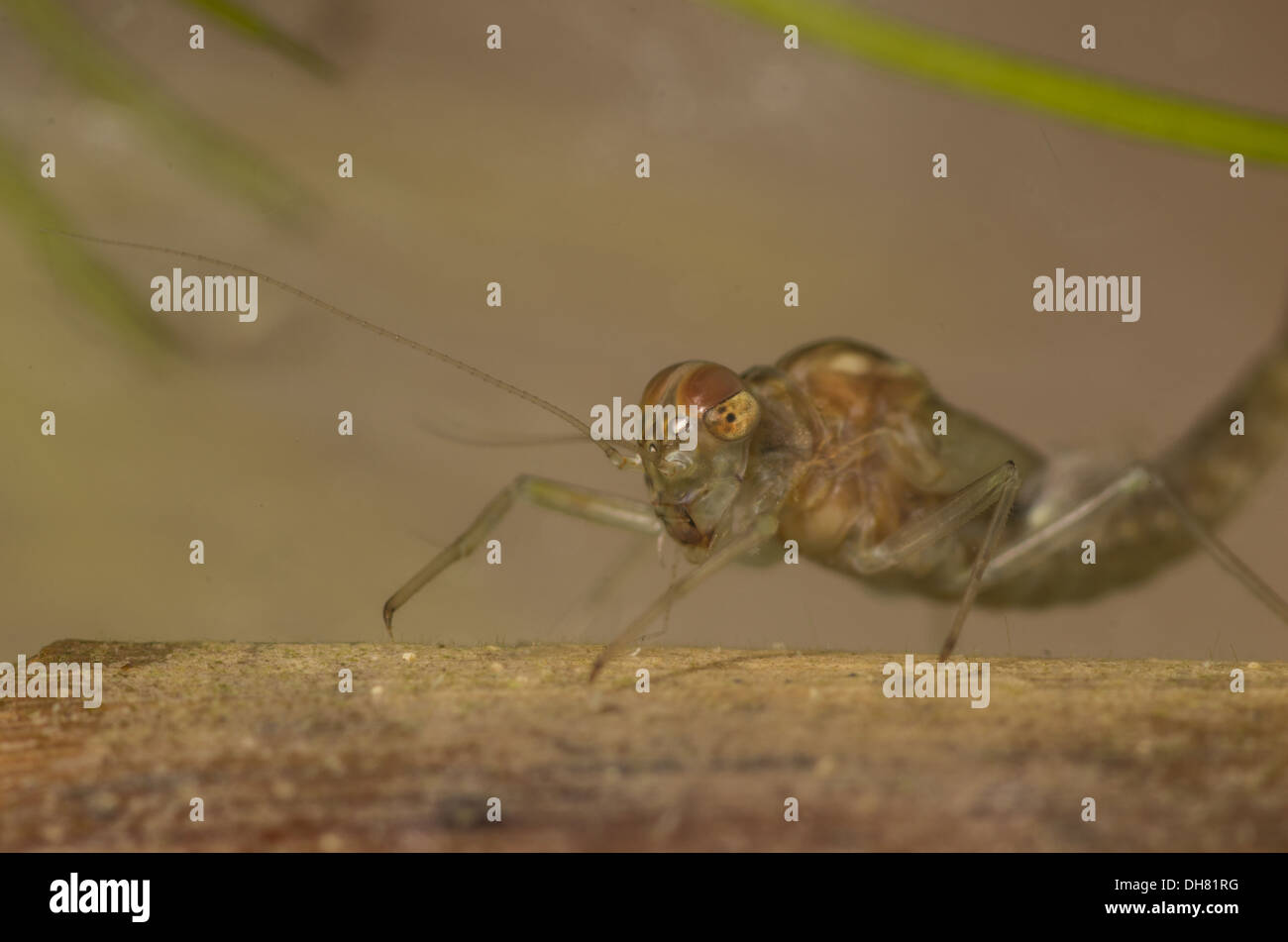 Pond olive mayfly nymph larva sott'acqua. Preso in un acquario fotografico e restituito al wild illeso Foto Stock