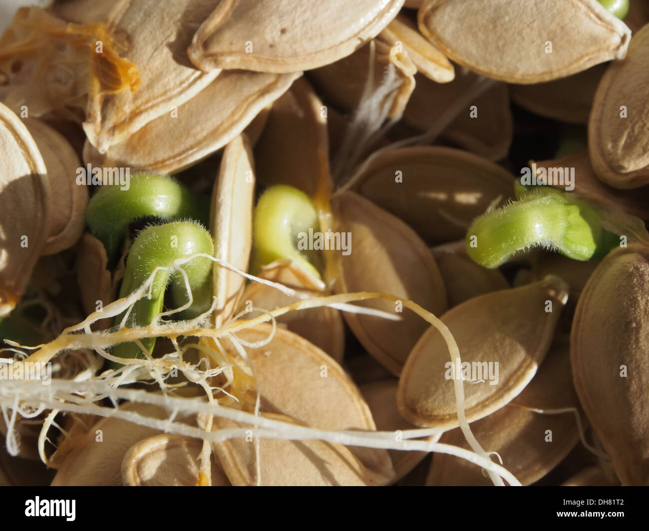 Germinare i semi di zucca con i germogli Foto Stock