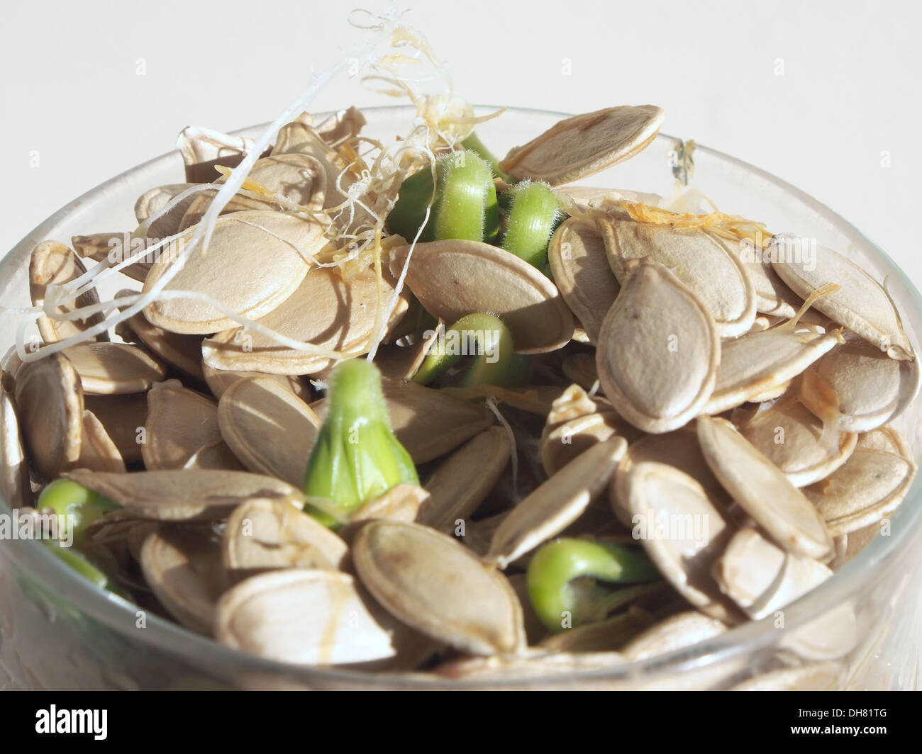 Germinare i semi di zucca con il germoglio raccolto in un bicchiere Foto Stock