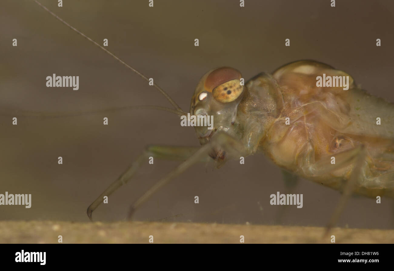 Pond olive mayfly nymph larva sott'acqua. Preso in un acquario fotografico e restituito al wild illeso Foto Stock