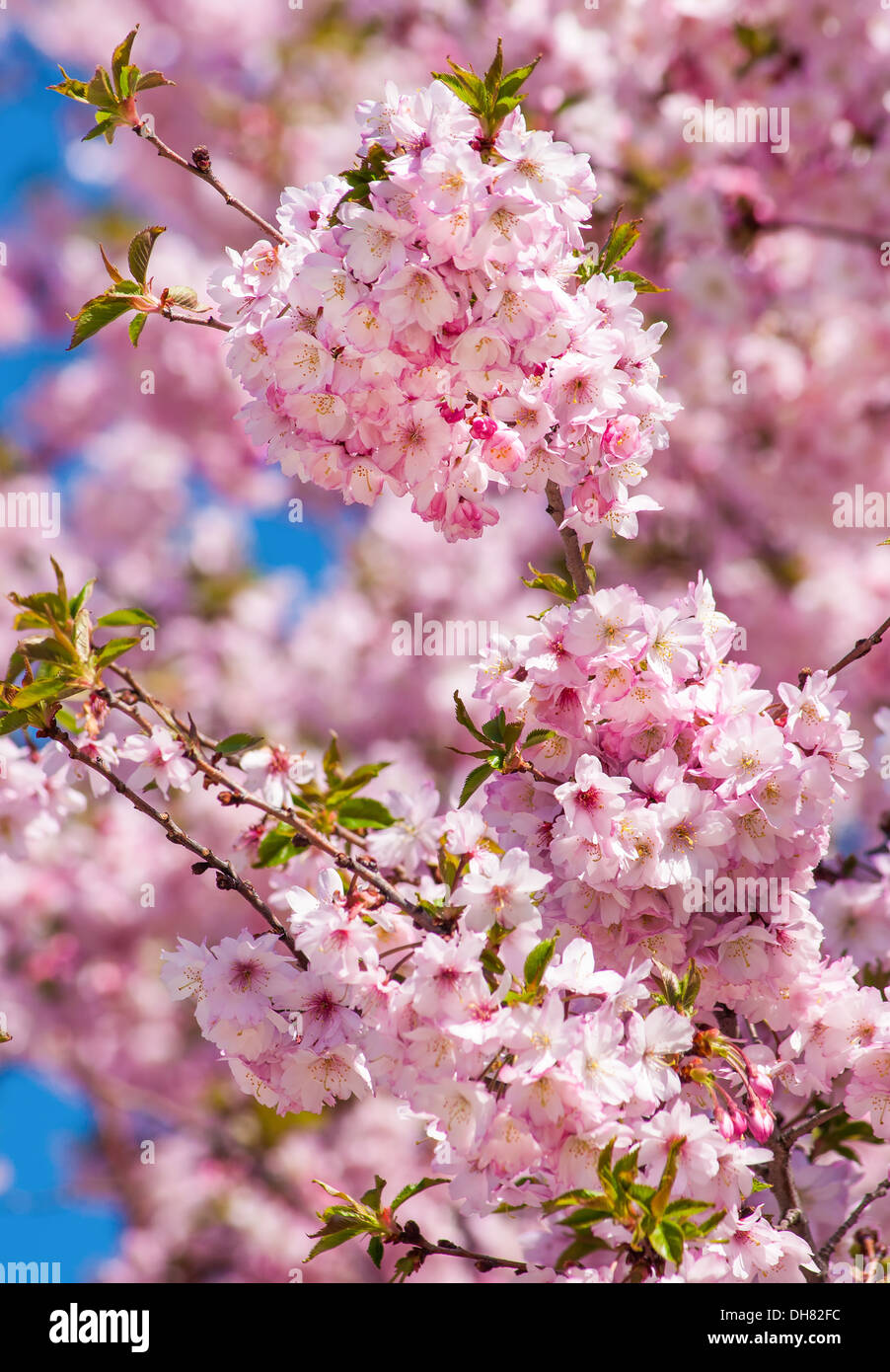 Cielo pieno di fiori ciliegio sulla struttura a molla Foto Stock