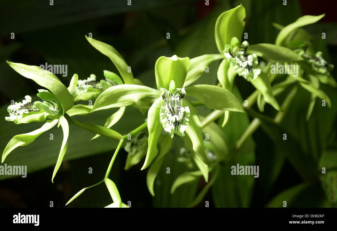 Orchidea nera dal Borneo Foto Stock