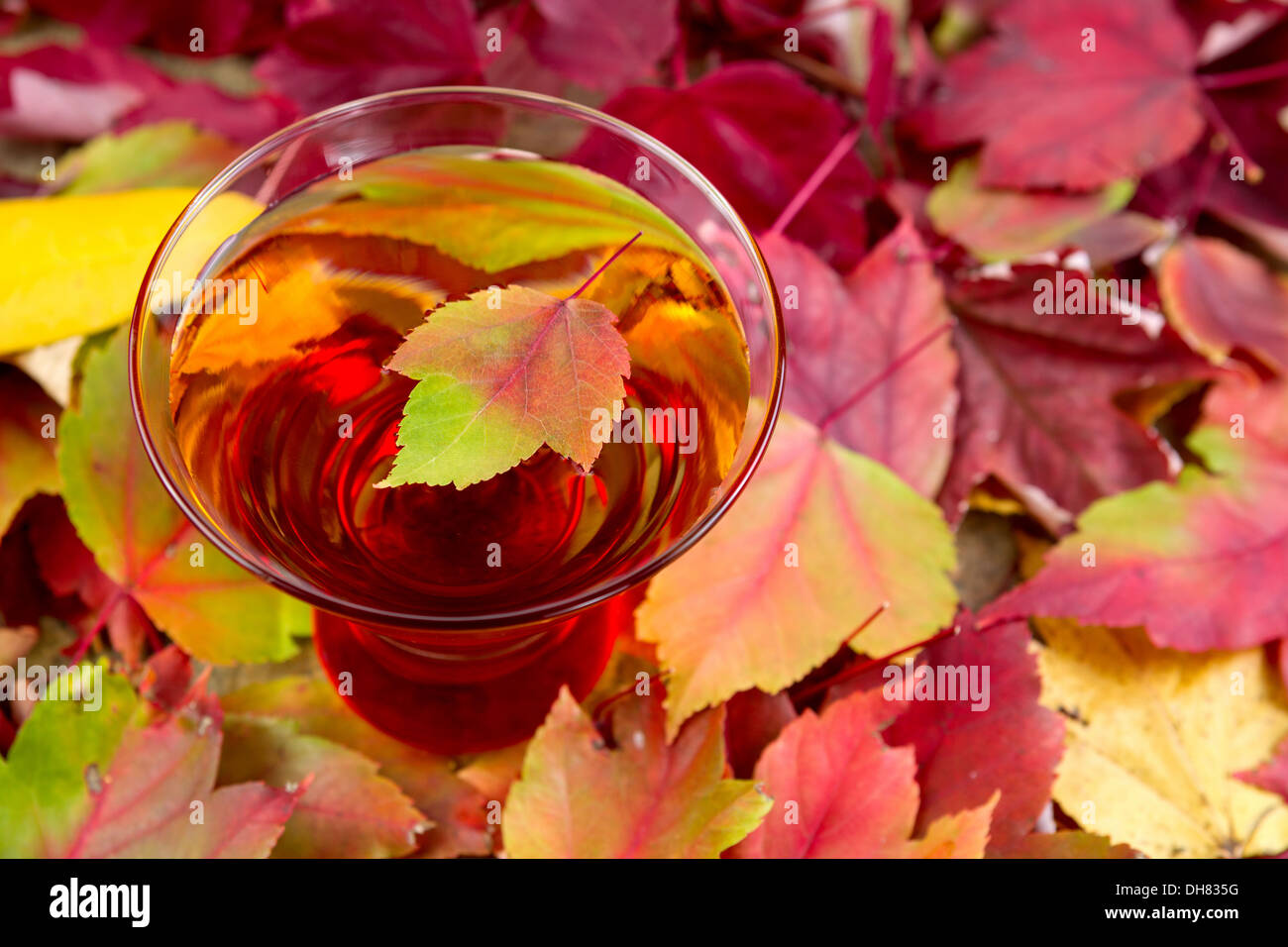 Foto orizzontale frizzante sidro di mela, singola Foglia di acero nel centro di bere, stagionali con foglie di autunno che circonda il vetro Foto Stock