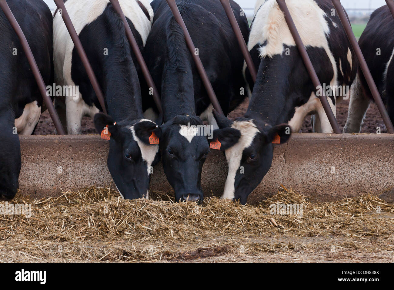 Vacche da latte alimentare su bovini farm - California, Stati Uniti d'America Foto Stock