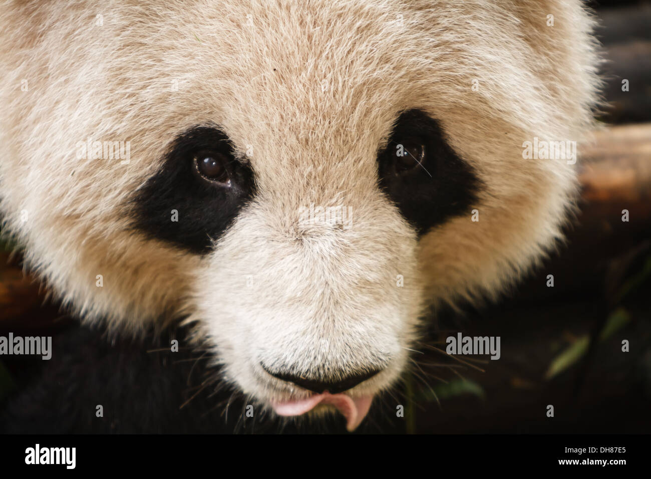 Close up di orso panda del volto con linguetta appendere fuori chengdu panda gigante centro di allevamento in Cina Sichuan Foto Stock