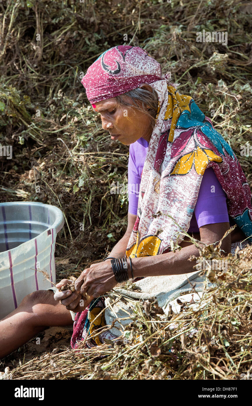 Anziani donna indiana la raccolta di arachidi. Andhra Pradesh, India Foto Stock