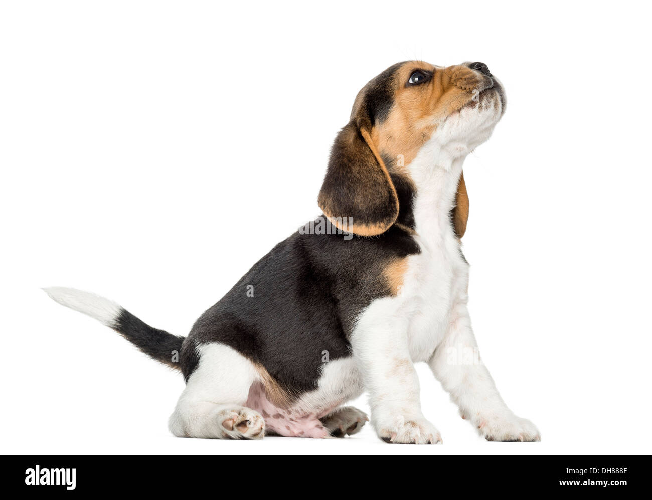 Vista laterale di un cucciolo di Beagle seduto e ululati, guardando verso l'alto contro lo sfondo bianco Foto Stock