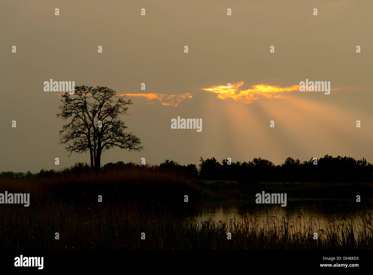 Silhouette di un albero al tramonto, Apetlon, Burgenland, Austria Foto Stock