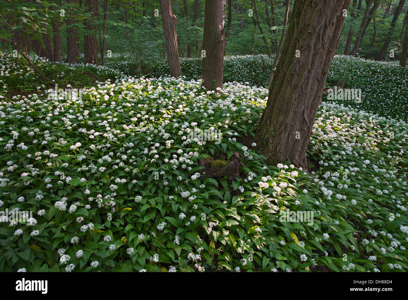 Ramsons o aglio selvatico (Allium ursinum), Breitenfurt bei Wien, Austria Inferiore, Austria Foto Stock
