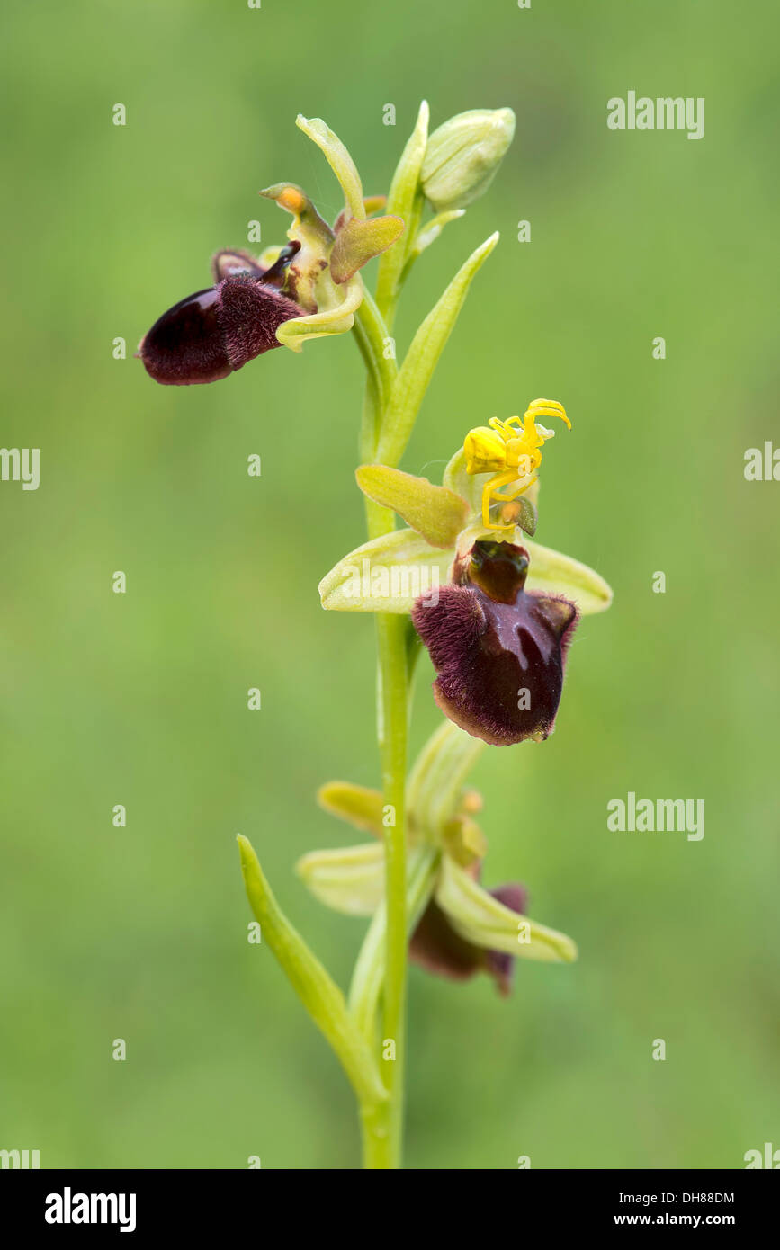 Inizio Spider Orchid (Ophrys sphegodes) e un oro ragno granchio (Misumena vatia), Darscho-Lacke, Seewinkel, Apetlon Foto Stock