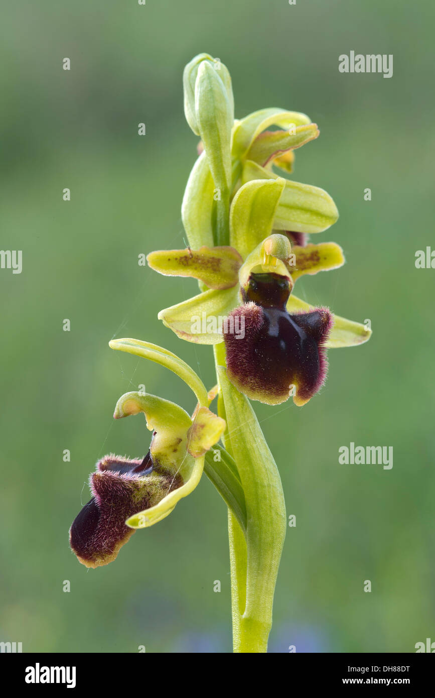 Inizio Spider Orchid (Ophrys sphegodes), Darscho-Lacke, Seewinkel, Apetlon, Burgenland, Austria Foto Stock