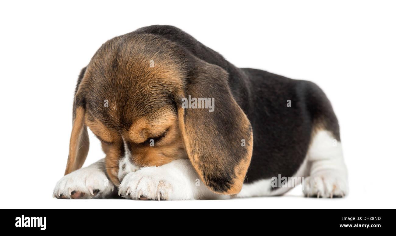 Vista frontale di un cucciolo di Beagle giacente, nasconde la sua faccia contro uno sfondo bianco Foto Stock