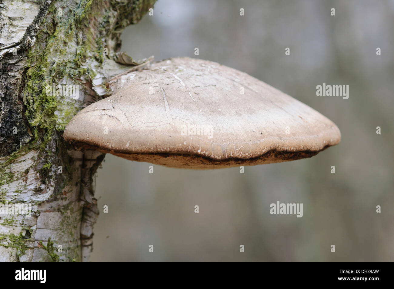 Birch Polypore, staffa di betulla o un rasoio Strop (Piptoporus betulinus) cresce su una betulla, Boberger Niederung, Amburgo Foto Stock
