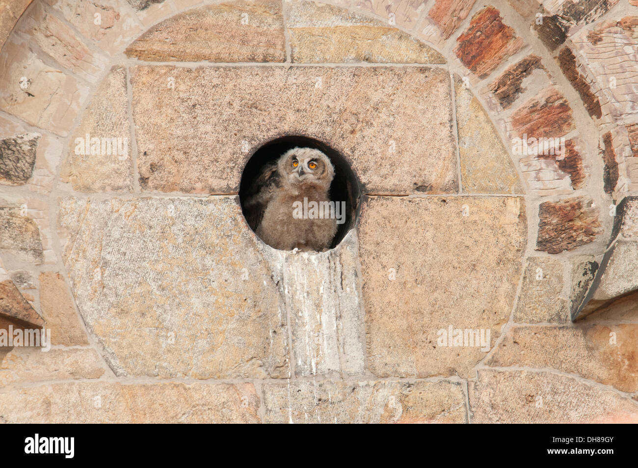 Giovani gufo reale (Bubo bubo) guardando fuori di una apertura di parete della Cattedrale di Osnabrück, Osnabrücker Dom, Osnabrück Foto Stock