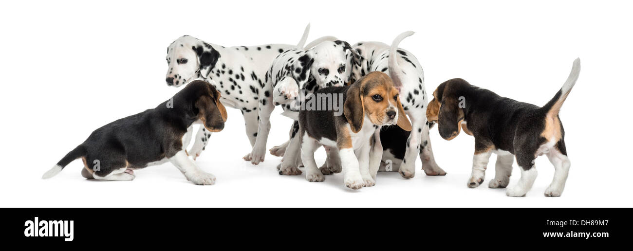 Gruppo di Dalmazia e cuccioli di Beagle insieme giocando contro uno sfondo bianco Foto Stock
