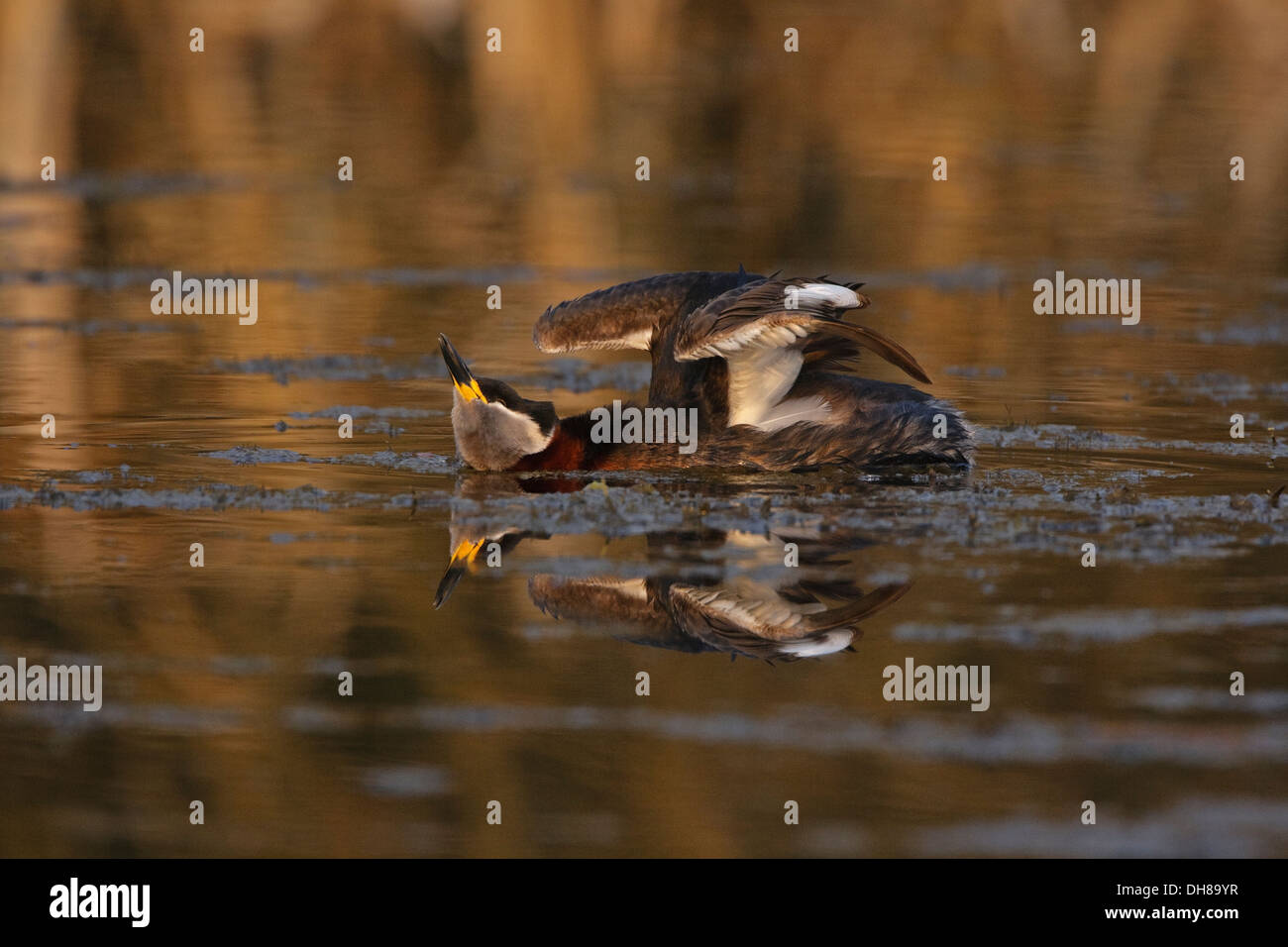 Rosso Colli di svasso (Podiceps griseigena) Foto Stock