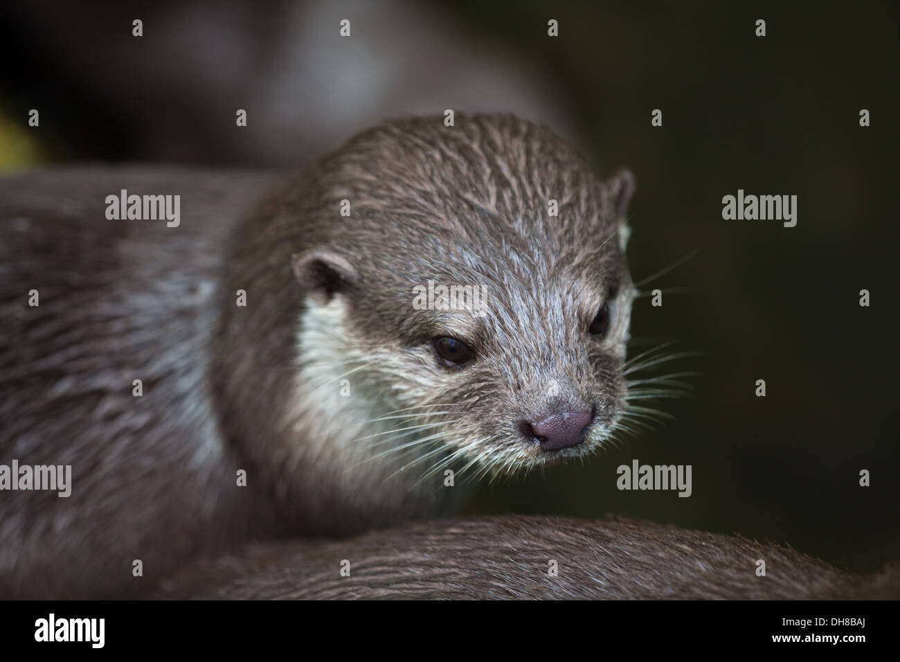 Asian piccoli artigli Lontra (Aonyx cinerea). Ritratto. Specie più piccole di lontra. Foto Stock