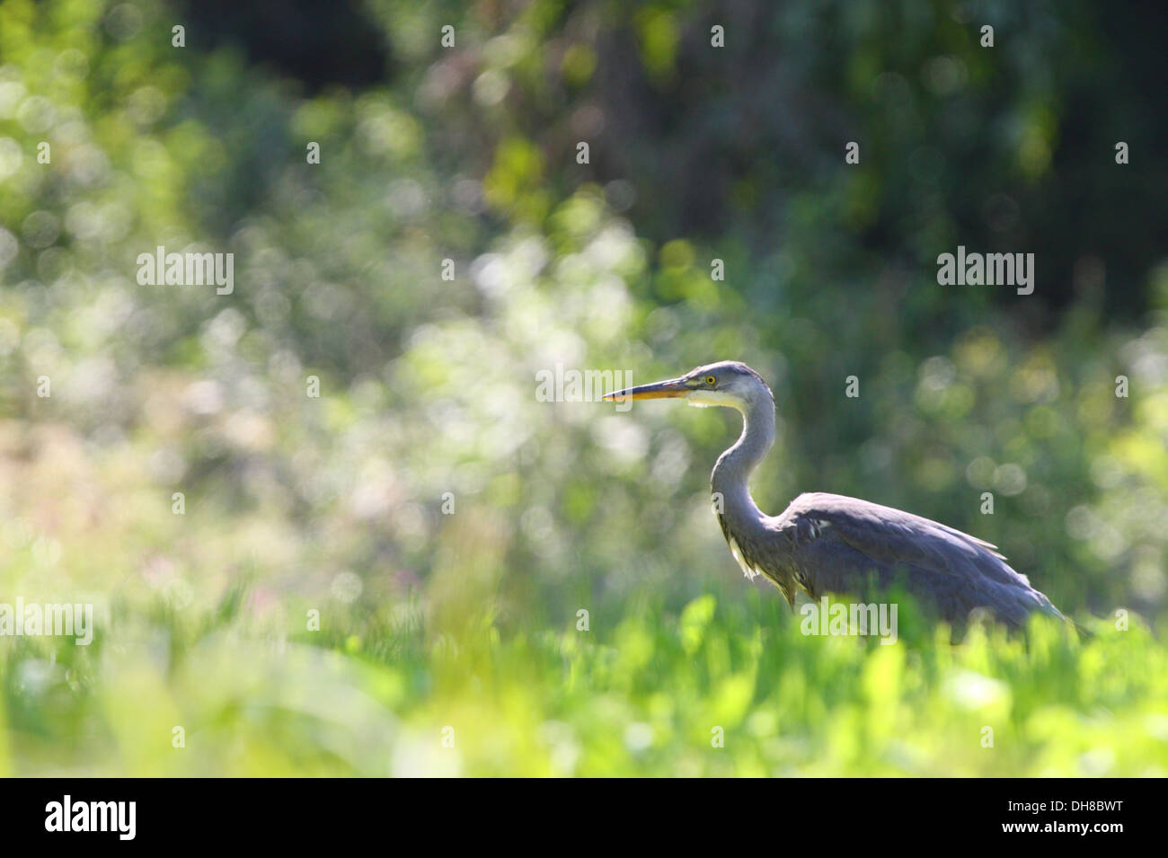 Wild airone cinerino (Ardea cinerea) in estate, l'Europa. Foto Stock