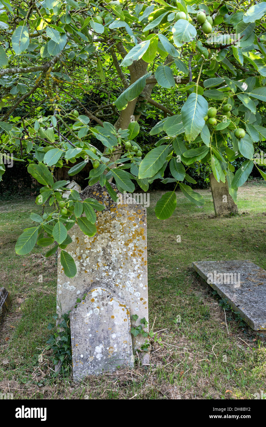 L'inglese albero di noce e frutta, Juglans regia, trovato qui in una Sussex, cimitero, UK. Foto Stock