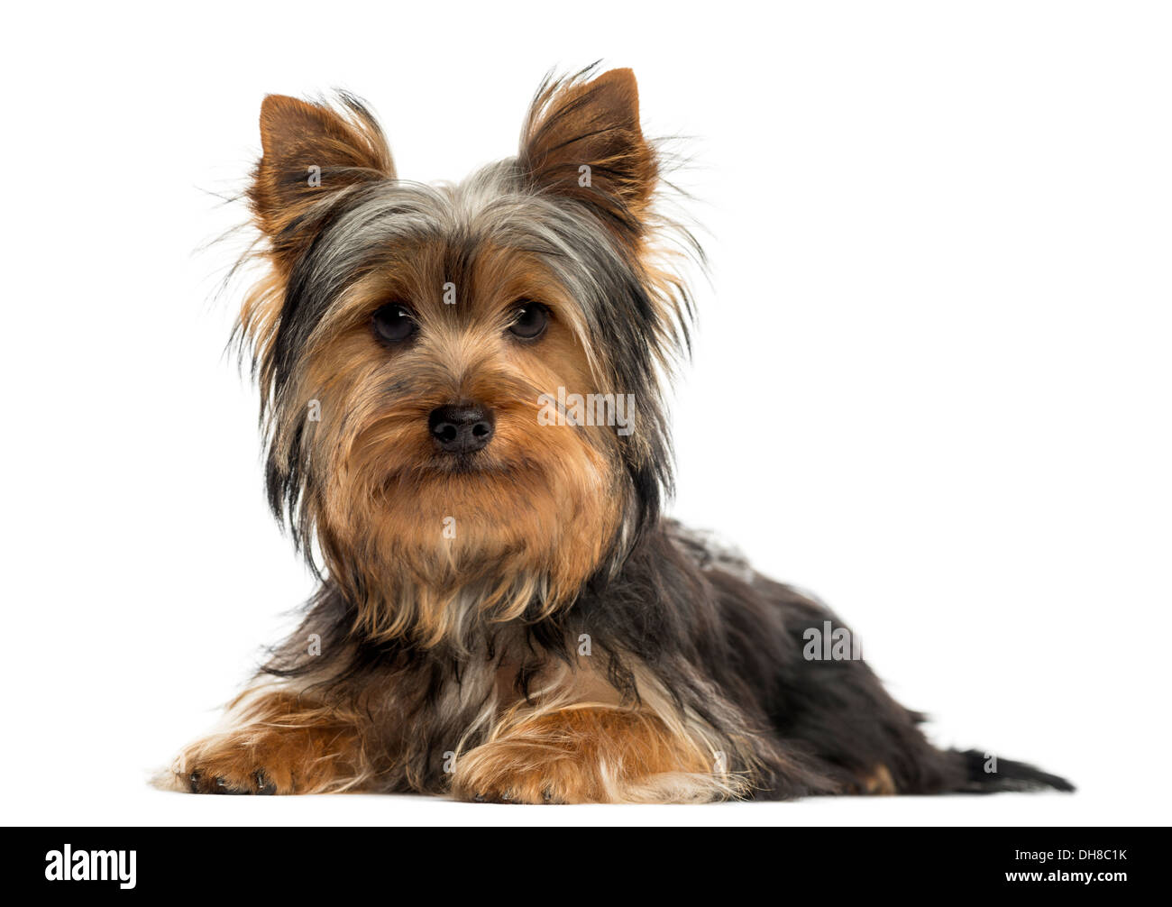 Yorkshire terrier, guardando la telecamera contro uno sfondo bianco Foto Stock