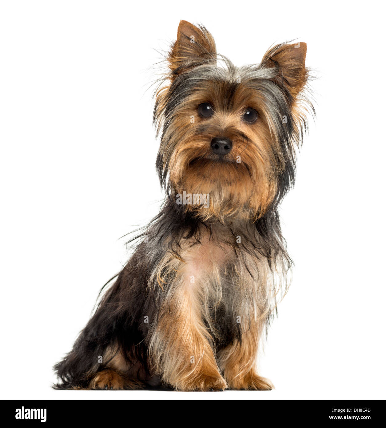 Yorkshire terrier seduta, guardando la telecamera contro uno sfondo bianco Foto Stock