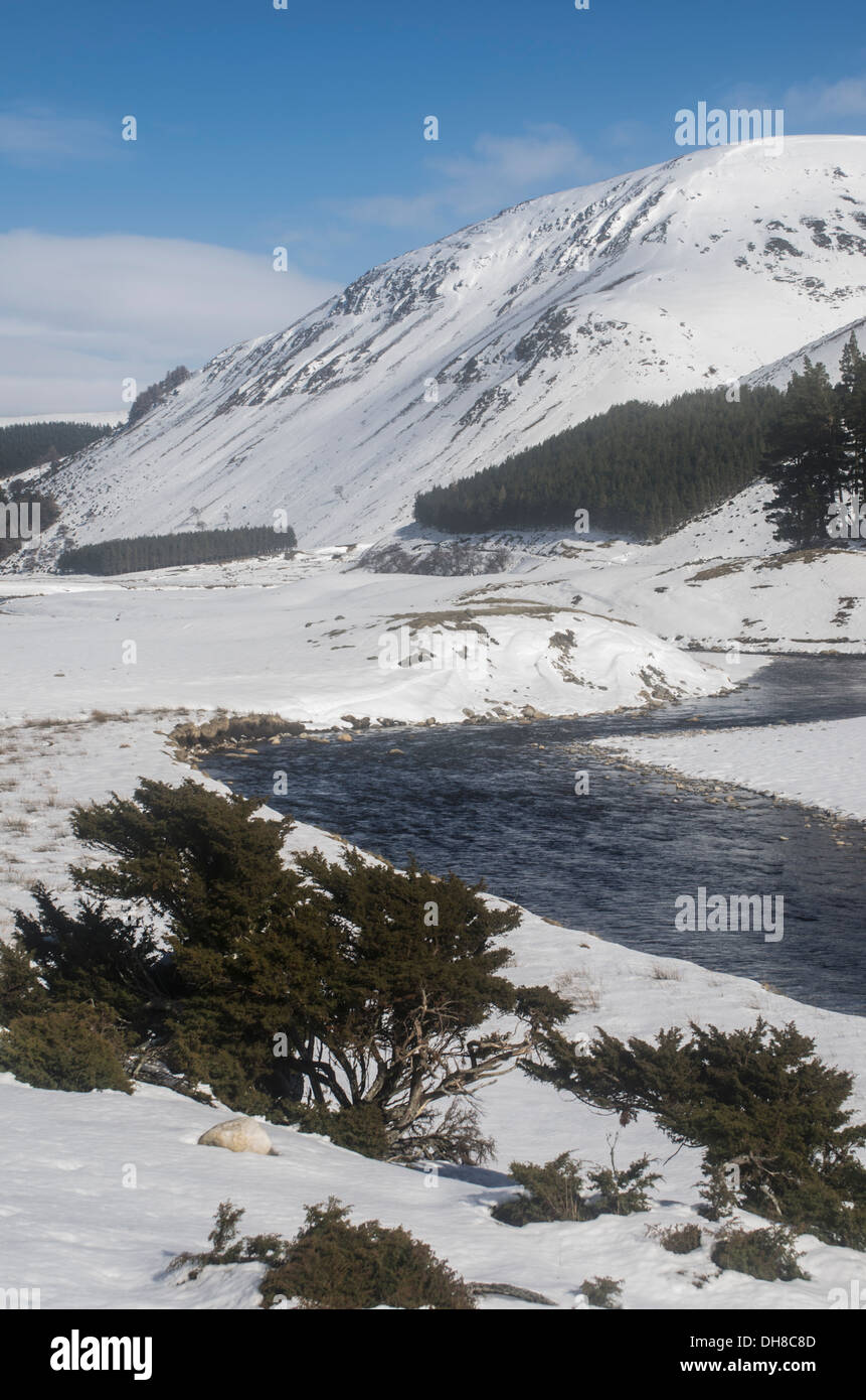 Juniper a Findhorn Valley, Scozia in inverno la neve. Foto Stock