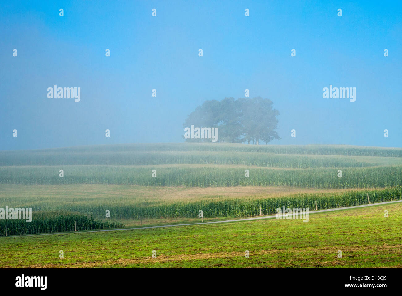 Nebbia di mattina bruciando su CORNFIELD CLARION COUNTY PENNSYLVANIA USA Foto Stock