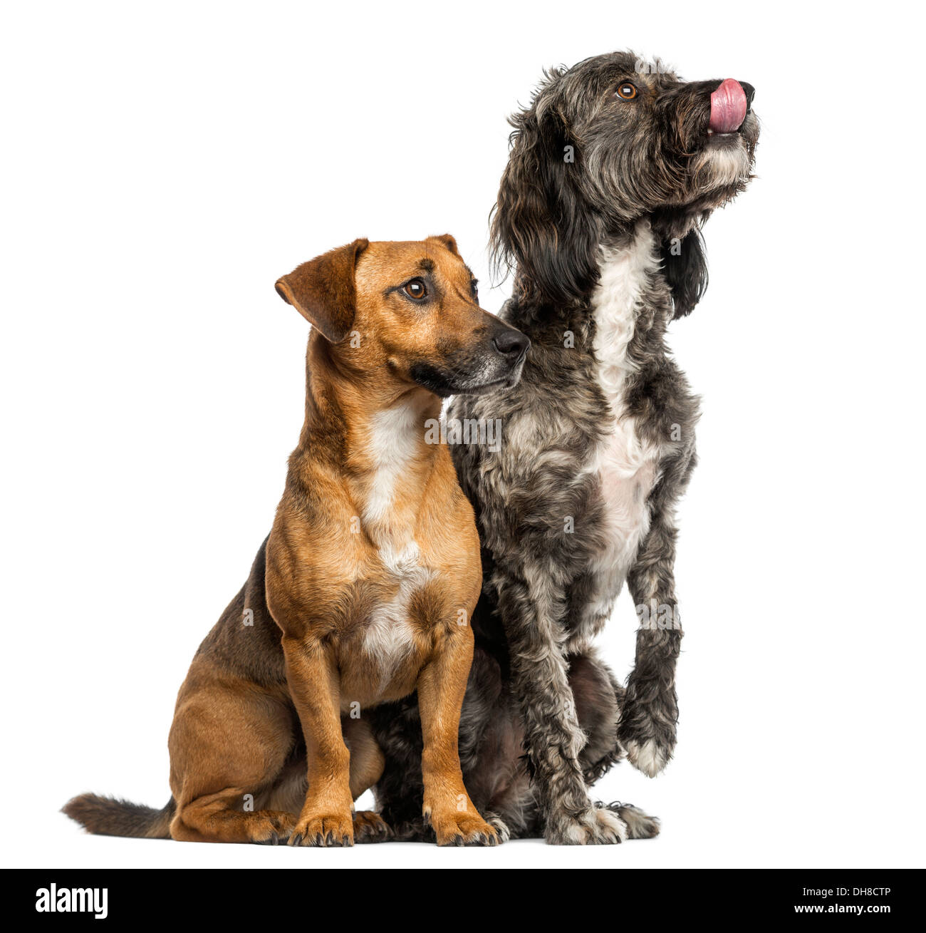 Brittany Briard incroci di cane e Jack Russell seduti insieme contro uno sfondo bianco Foto Stock