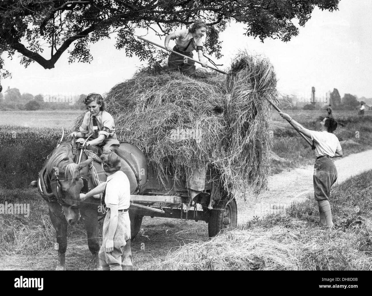 WW11 British Donna Terreno esercito operante su portando nel raccolto. Foto Stock