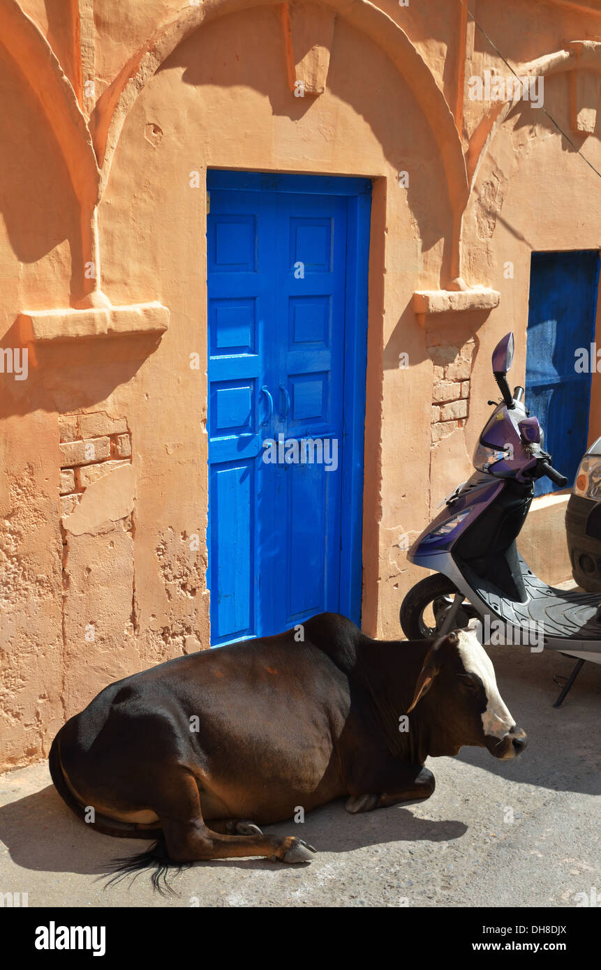 Vacca sacra sulla strada vicino a un blu brillante porta, Rishikesh, India Foto Stock