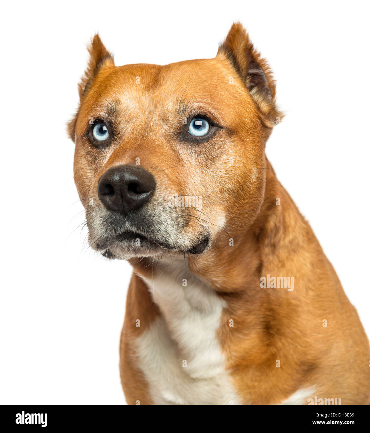 Close-up di un American Staffordshire Terrier contro uno sfondo bianco Foto Stock