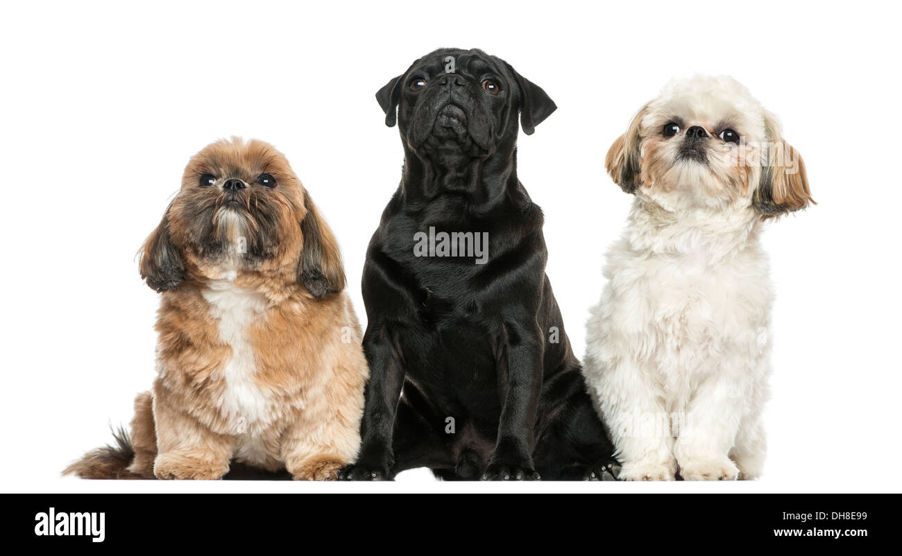 Vista frontale di tre cani seduti in una fila seduti contro uno sfondo bianco Foto Stock