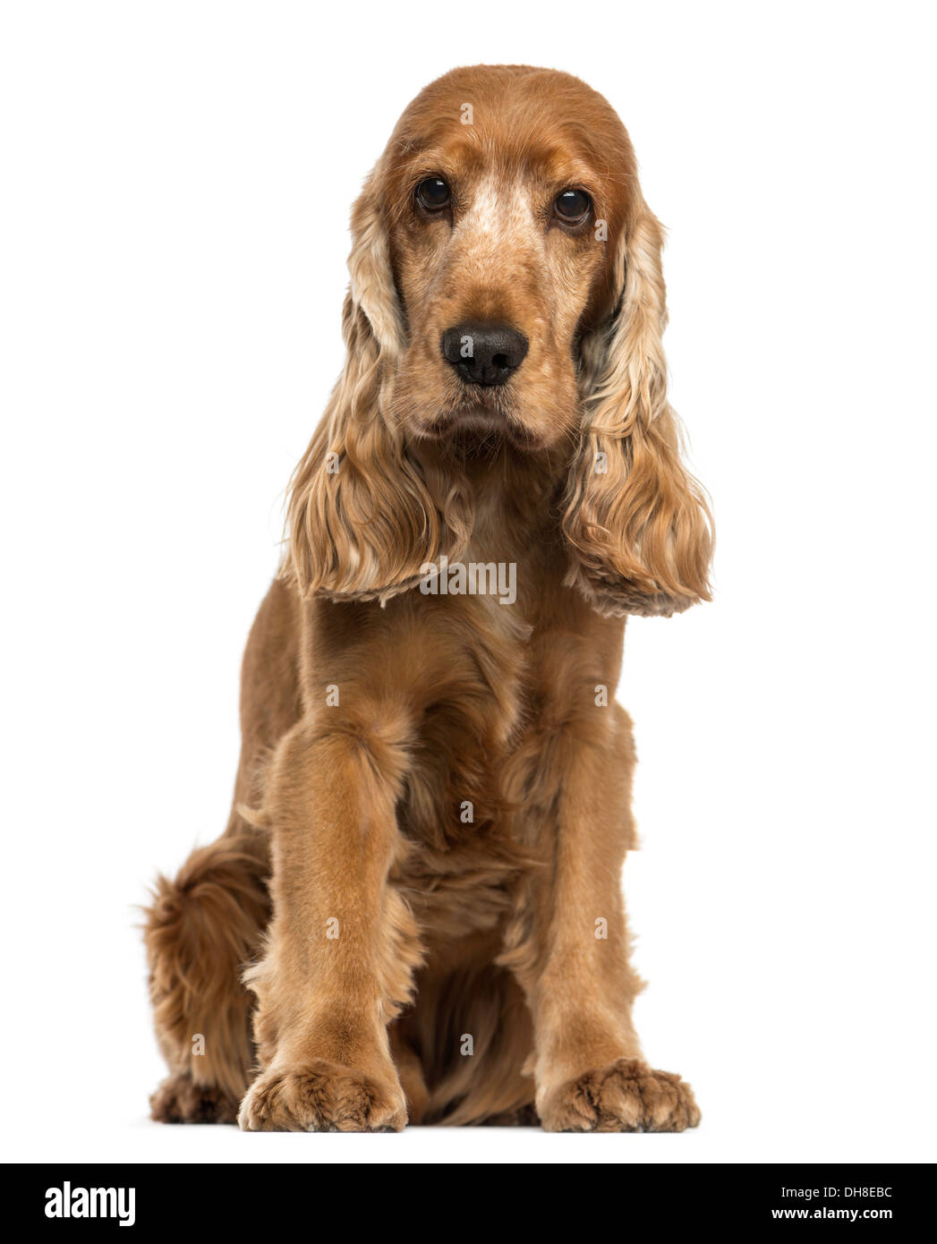 English Cocker Spaniel seduta, guardando la telecamera contro uno sfondo bianco Foto Stock