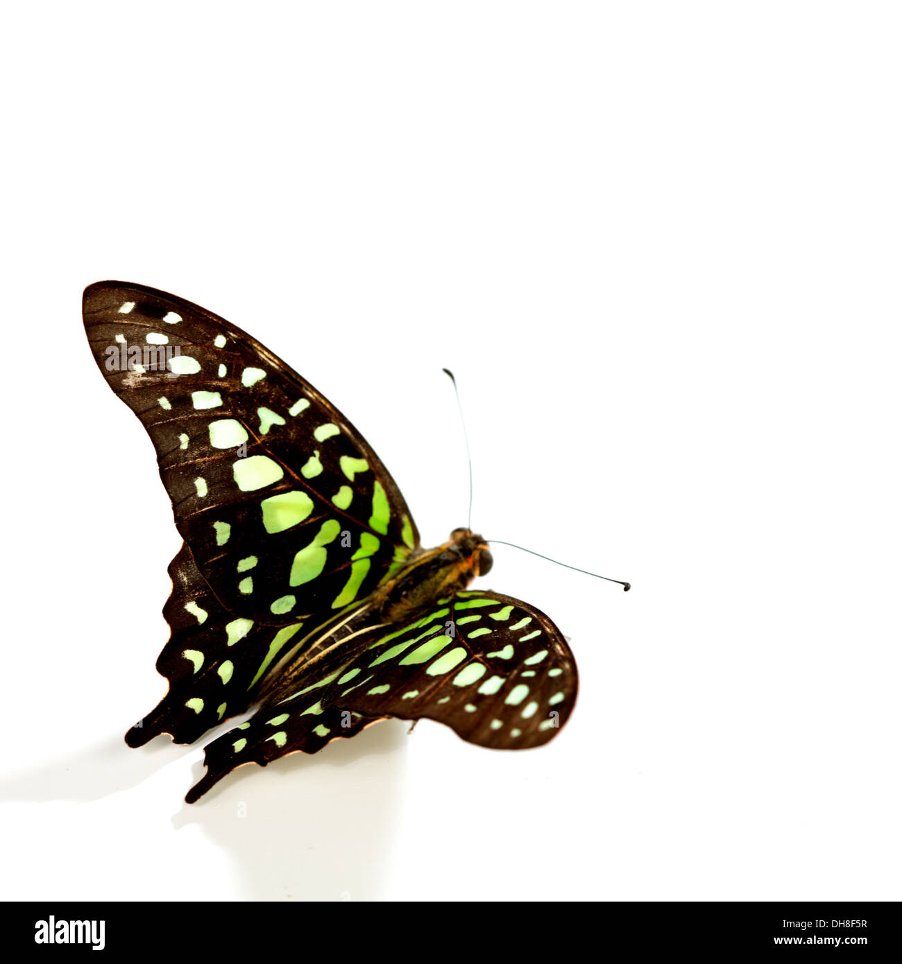 Graphium isolati su sfondo bianco Foto Stock