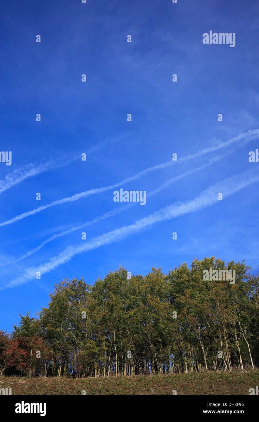 Contrails in un cielo blu oltre il bosco. Foto Stock