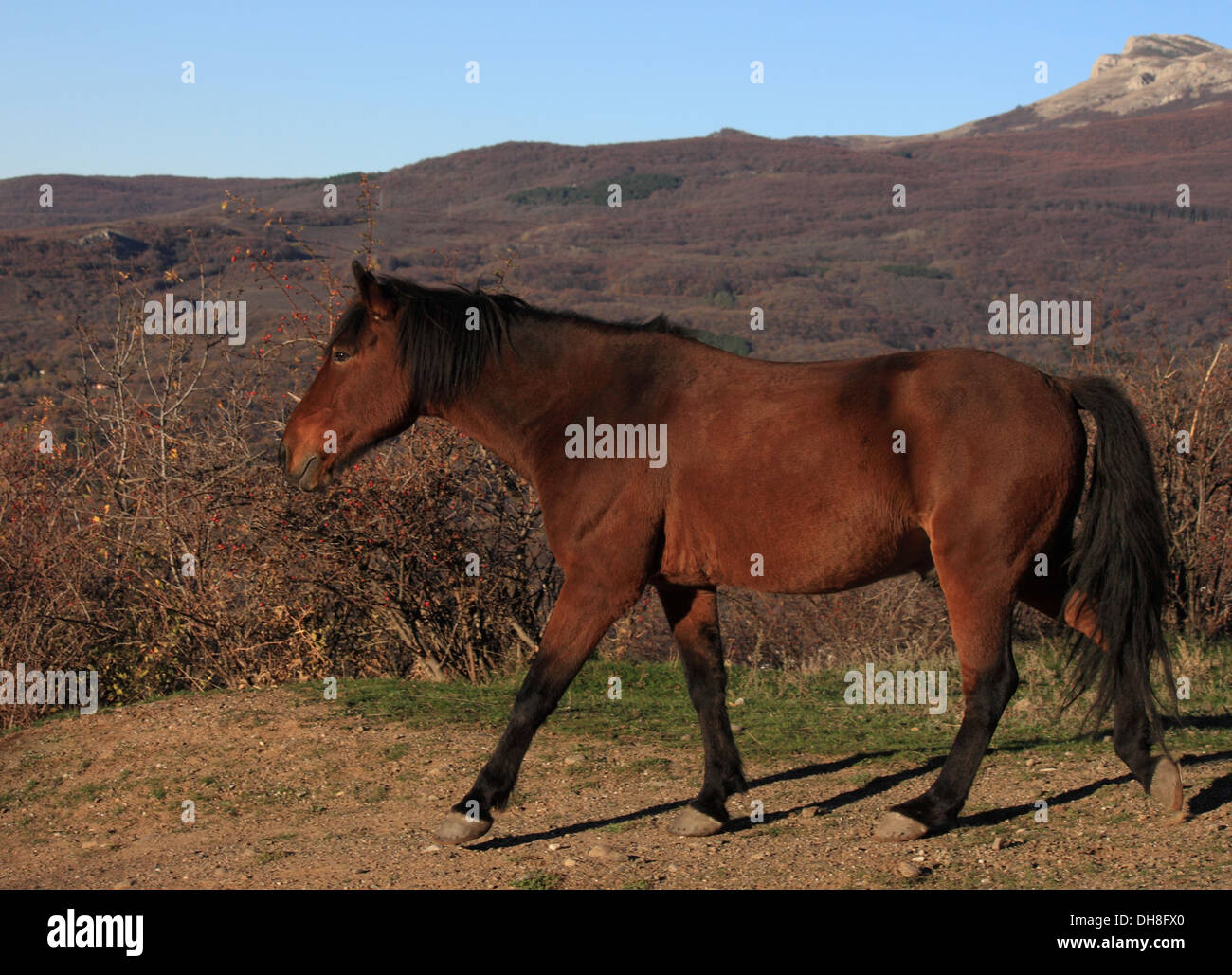 Horse Running dal percorso in montagna Foto Stock