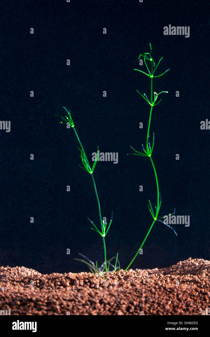 Alghe giganti acquatiche di cellule d'acqua dolce - genere Chara coralline. Utilizzato nella ricerca sullo streaming citoplasmatico utilizzando i rami. Possibile uso medico Foto Stock