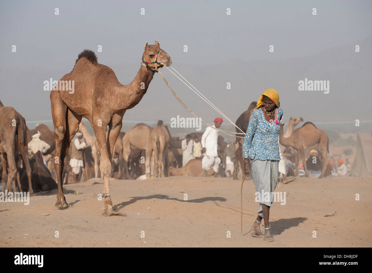 Donna con cammelli verso il Pushkar Camel Fair Foto Stock