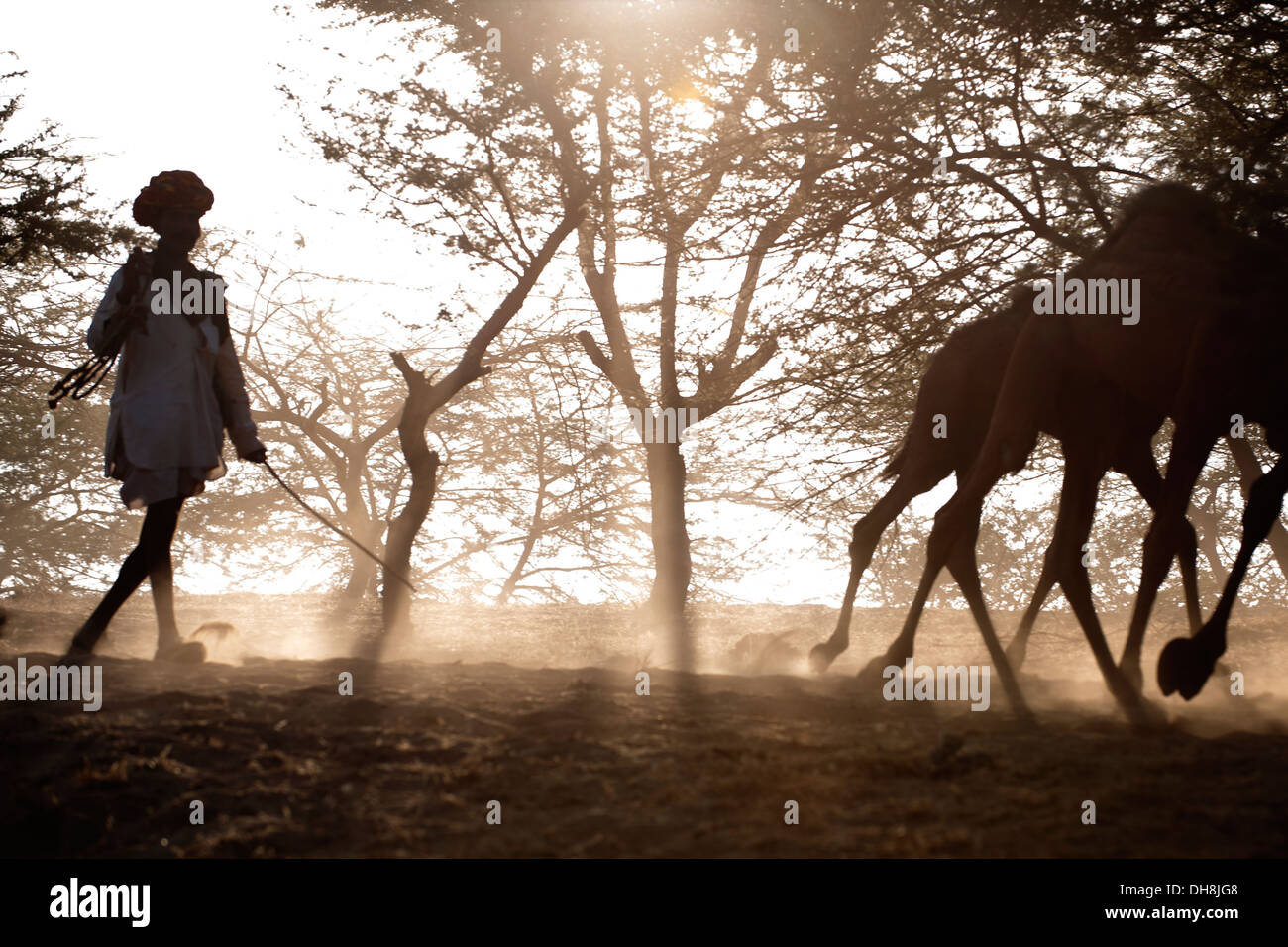 Camel herder con cammelli verso il Pushkar Camel Fair Foto Stock