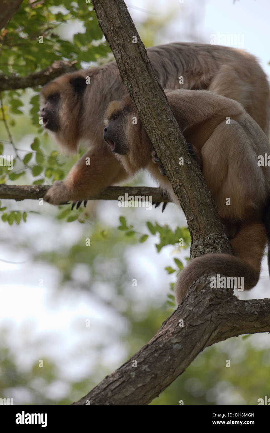 Nero e oro scimmie urlatrici (Aloutta curaya). Due femmine chiamando. America Centrale e America del Sud. A Durrell Wildlife Conservation Foto Stock