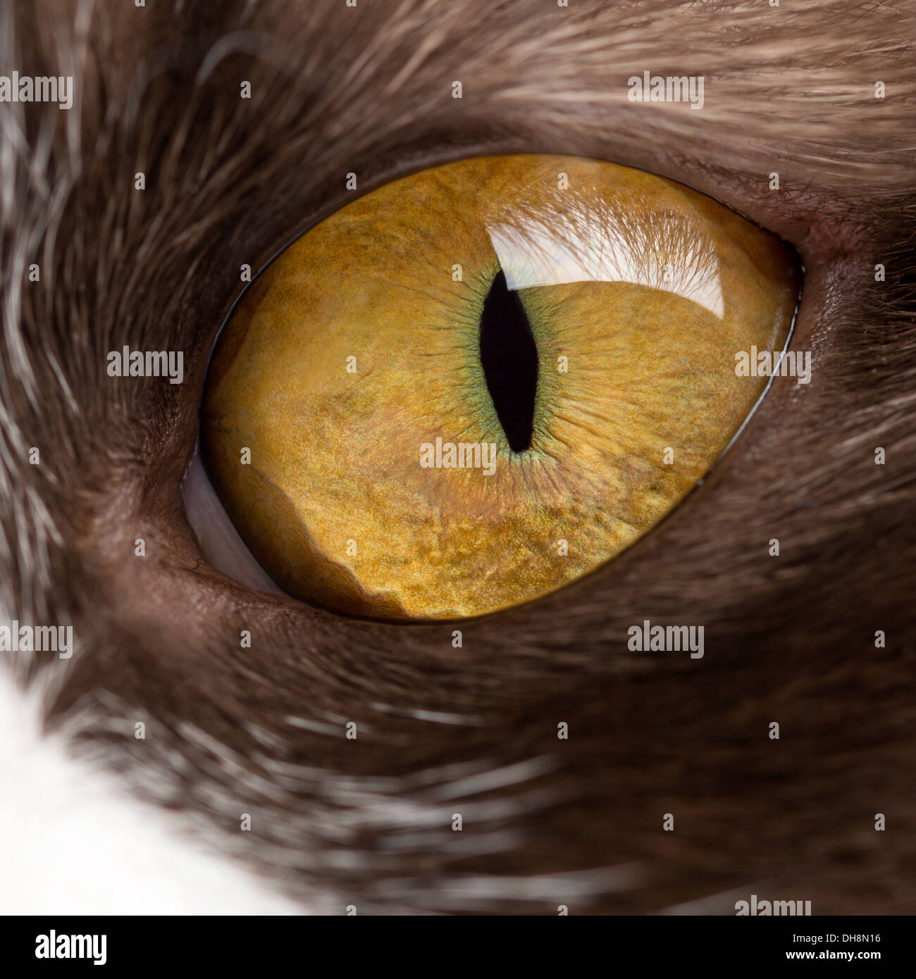 Close-up di un British Longhair's eye Foto Stock